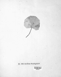 Aecidium tussilaginis image